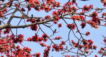 শিমুলের সৌন্দর্যে নতুন সাজে সেজেছে প্রকৃতি