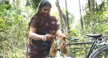 কুড়িগ্রামের রাজারহাটে প্রত্যন্ত পল্লীর পুকুরে মিঠা পানিতে বাংলা মাছের সাথে গলদা চিংড়ি চাষ