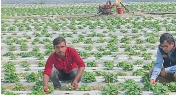কুড়িগ্রামের  তিস্তার চরাঞ্চলে বাণিজ্যিক ভাবে স্ট্রবেরির চাষ