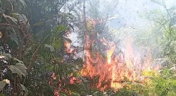 দুর্বৃত্তদের দেওয়া আগুনে পুড়েছে দিনাজপুরে জাতীয় সিংড়া উদ্যান 