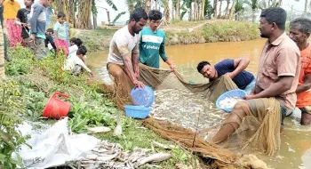 জলঢাকায় বিষ প্রয়োগ করে ৬টি পুকুরের মাছ মেরে ফেলার অভিযোগ