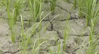 খরায় ফাটছে জমি, নলকূপেও মিলছে না পানি