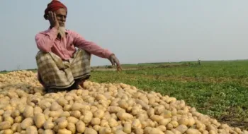 রাজশাহীতে আলুর  দামে ব্যাপক ধস