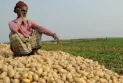 রাজশাহীতে আলুর  দামে ব্যাপক ধস
