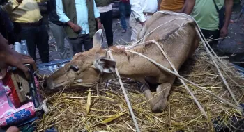 পঞ্চগড় সীমান্ত থেকে বিলুপ্ত প্রজাতির আহত নীলগাই উদ্ধার