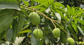 আশীর্বাদের বৃষ্টি আমবাগানে, লক্ষ্যমাত্রা পূরণ হবে কি?