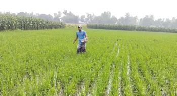 বোরো আবাদে বেড়েছে খরচ, শঙ্কায় কৃষক