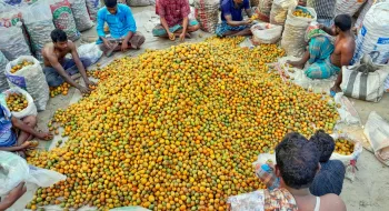 সুপারি বাণিজ্যের জন্য বিখ্যাত লালমনিরহাটের বড়বাড়িহাট