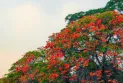 বেরোবি সহ রংপুর নগরীর বিভিন্ন স্থানে সৌন্দর্য ছড়াচ্ছে মোহনীয় কৃষ্ণচূড়া জারুল সোনালু