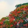 বেরোবি সহ রংপুর নগরীর বিভিন্ন স্থানে সৌন্দর্য ছড়াচ্ছে মোহনীয় কৃষ্ণচূড়া জারুল সোনালু