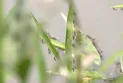মশা মারতে রসিকের বাজেট কোটি টাকা, ফলাফল ‘শূন্য’