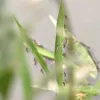 মশা মারতে রসিকের বাজেট কোটি টাকা, ফলাফল ‘শূন্য’
