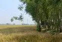 ফুলবাড়ীতে ক্ষতিকর ইউক্যালিপটাস গাছের কারনে বোরো ধান থেকে বঞ্চিত কৃষক