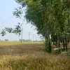 ফুলবাড়ীতে ক্ষতিকর ইউক্যালিপটাস গাছের কারনে বোরো ধান থেকে বঞ্চিত কৃষক