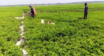 তিস্তার চরে বাদাম চাষে দিন বদলের স্বপ্ন দেখছেন কৃষকরা