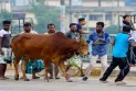 রংপুর বিভাগে চাহিদার চেয়েও প্রায় পৌনে  ছয় লাখ কোরবানির পশু বেশি রয়েছে