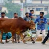 রংপুর বিভাগে চাহিদার চেয়েও প্রায় পৌনে  ছয় লাখ কোরবানির পশু বেশি রয়েছে