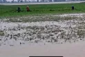 “আশা আছিল লাখ টেহার বাদাম বেচমো, এখন সোউগ শ্যাষ”