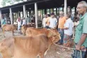 রংপুরে জমে উঠতে শুরু করেছে কোরবানির পশুর হাট