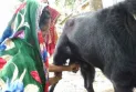 দুধ দিচ্ছে পাঁঠা, এলাকায় চাঞ্চল্য