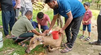 পঞ্চগড় থেকে উদ্ধার নীলগাইয়ের মৃত্যু