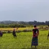 কুড়িগ্রাম সীমান্ত দিয়ে ৩৭ জনকে পুশইন, বিএসএফ কর্তৃক গুলির অভিযোগ