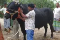 রাণীশংকৈলে কোরবানির বাজার কাঁপাতে প্রস্তুত ২০ মণ ওজনের ‘কালা বাবু’