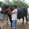 রাণীশংকৈলে কোরবানির বাজার কাঁপাতে প্রস্তুত ২০ মণ ওজনের ‘কালা বাবু’