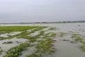 তিস্তার পানিতে আবারও তলিয়ে গেছে বাদামসহ রবিশষ্য, ক্ষতিগ্রস্থ হচ্ছে কৃষকরা
