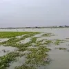 তিস্তার পানিতে আবারও তলিয়ে গেছে বাদামসহ রবিশষ্য, ক্ষতিগ্রস্থ হচ্ছে কৃষকরা