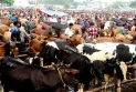 হাট ইজারায় বিএনপি-জামায়াত-এনসিপি মিলেমিশে একাকার