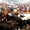 হাট ইজারায় বিএনপি-জামায়াত-এনসিপি মিলেমিশে একাকার