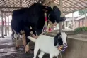 ১৫ লাখ টাকার ‘সান্ডা’ কিনলে ‘পান্ডা’ ফ্রি!
