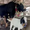 ১৫ লাখ টাকার ‘সান্ডা’ কিনলে ‘পান্ডা’ ফ্রি!
