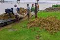 টানা বর্ষণে তিস্তায় পানি বেড়ে কাউনিয়ায় তলিয়ে গেছে বাদাম খেত