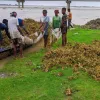 টানা বর্ষণে তিস্তায় পানি বেড়ে কাউনিয়ায় তলিয়ে গেছে বাদাম খেত