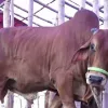 পশু কোরবানির মাধ্যমে উদযাপিত হচ্ছে ঈদুল আজহা