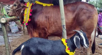 এবার ঈদে পশু কুরবানি কমেছে পৌনে ১৩ লাখ