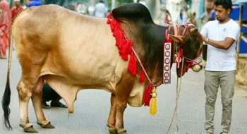 এ বছর ঈদুল আজহায় ৯১ লাখের বেশি পশু কুরবানি হয়েছে