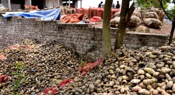 রংপুরের আলুচাষিদের মাথায় হাত