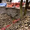 রংপুরের আলুচাষিদের মাথায় হাত