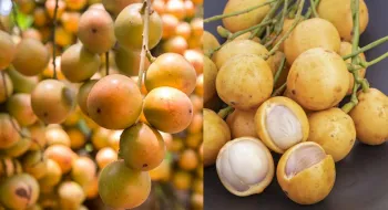 লটকন খেলে কী হয় শরীরে?