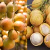 লটকন খেলে কী হয় শরীরে?