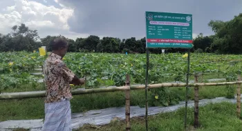 দিনাজপুরে মালচিং পদ্ধতিতে  নিরাপদ  সবজি চাষে ব্যাপক সাফল্য