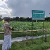 দিনাজপুরে মালচিং পদ্ধতিতে  নিরাপদ  সবজি চাষে ব্যাপক সাফল্য