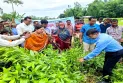 ডোমারে ইউক্যালিপটাস ও আকাশমনি গাছের চারা নিধন কার্যক্রমের উদ্বোধন