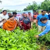 ডোমারে ইউক্যালিপটাস ও আকাশমনি গাছের চারা নিধন কার্যক্রমের উদ্বোধন