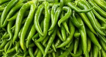 রংপুরে কাঁচা মরিচের কেজি ২২০ টাকা