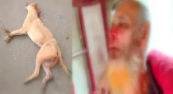 নীলফামারীতে বুনো শিয়ালের কামড়ে বৃদ্ধসহ আহত ৩