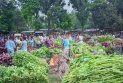 কৃষকের পোষায় না, মধ্যস্বত্বভোগী ব্যবসায়ীরা লাভ করেন ক্রয় মূল্যের থেকে তিন থেকে চার গুণ বেশি